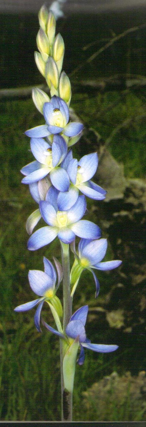 Thelymitra grandiflora